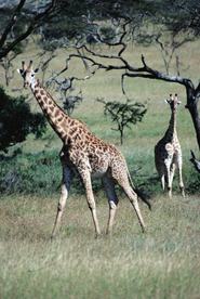 [Giraffe]