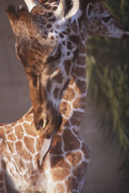 [Giraffe]