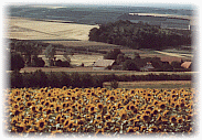 [Rheinhessen]