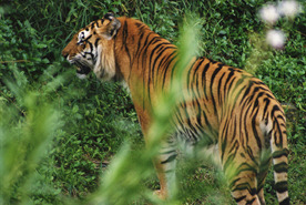 [Tiger]