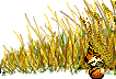 [Tiger]