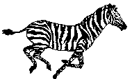 [Zebra]
