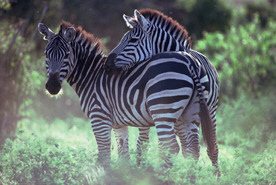 [Zebra]